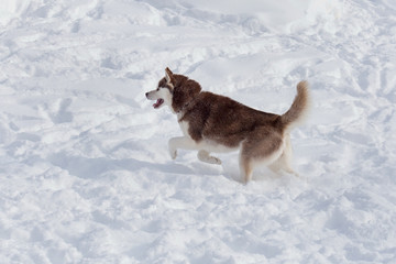 Cute siberian husky is running on a white snow. Pet animals.