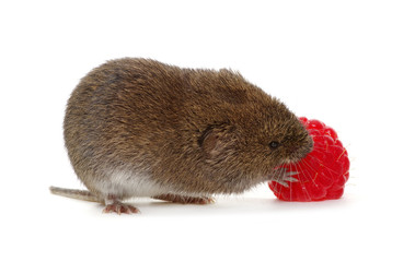 Mouse with raspberries