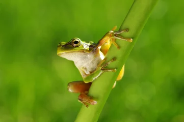  Green tree frog on grass © Alekss