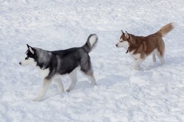 Two siberian husky is running on a white snow. Pet animals. Pet animals.
