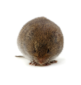 Mouse isolated on white © Alekss