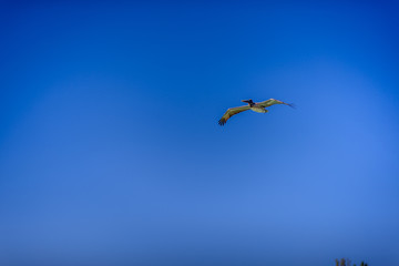 Big Pelican flies over the sea against a blue sky