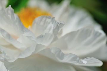 Fototapeta na wymiar 白牡丹の花のライン