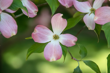 Fototapeta na wymiar Purity in Springtime - Closeup of pink dogwood blossom on bokeh green with leaves and other blurred blossoms at side - beautiful background