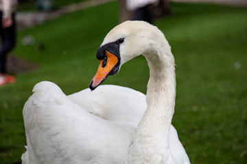 White swan in park on lake
