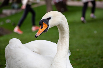 White swan in park on lake