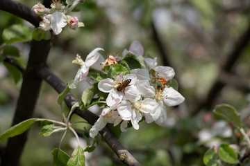 Apple blossom and bee