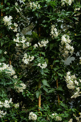 Echte Jasmin (oder Gewöhnlicher Jasmin) mit weißen Blüten. Klettergehölz aus der...
