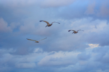 Big Pelican flies over the sea against a blue sky