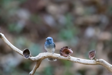 Blue Monarch