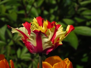 red and yellow tulips