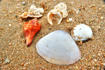 shells on the beach