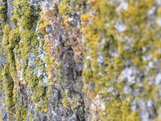 bark of a tree