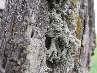 bark of a tree