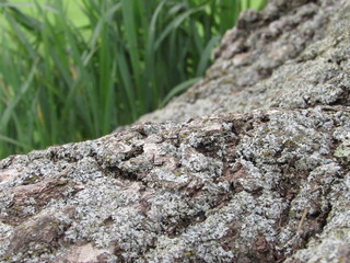 bark of a tree