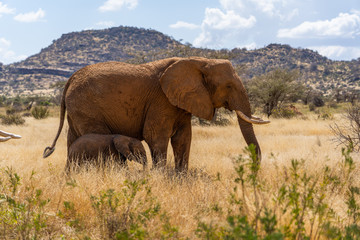 Elefant mother and baby walking through grass