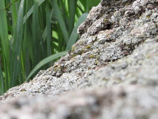 lizard on rock