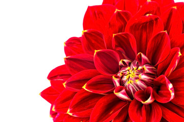 light red dahlias , macro. place for text
