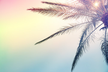 Tropical palm tree with colorful sky Summer pastel trendy background.