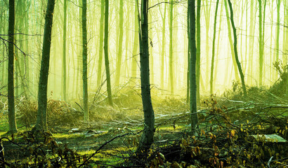 Obraz premium Spring forest in the morning fog, through which the sun rays penetrate. Yellow-green toning_