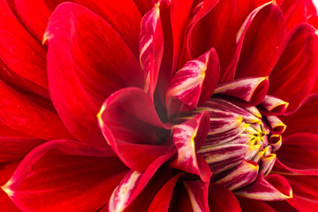 light red dahlias , macro. place for text