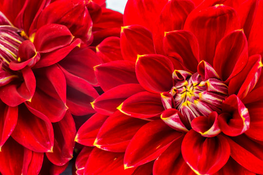 light red dahlias , macro. place for text