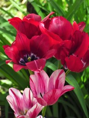 red tulips in the garden