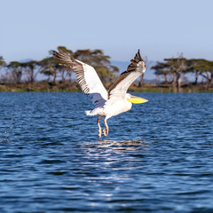 Great white pelican takes off from Lake Naivasha, Kenya