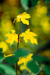 Branch of maple with yellow leaves in sunny weather_