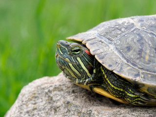 Red-eared slider, Trachemys scripta elegans
