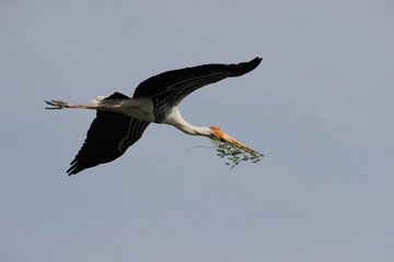 A painted stork