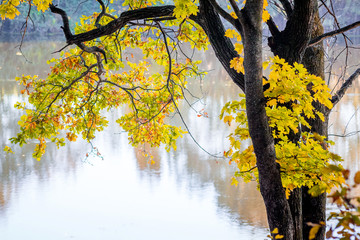 Maple with yellow leaves on the background of pure clear water of the river_