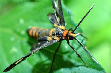 This butterfly insect, yellow hair, black body and two antennas in the head