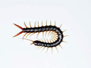 Scolopendra cingulata, also known as Megarian banded centipede and the Mediterranean banded...