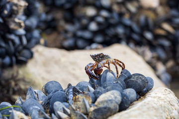Crab and mussels on the seashore