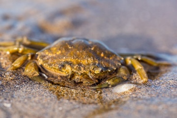 Close-up view of the crab on the sandy shore