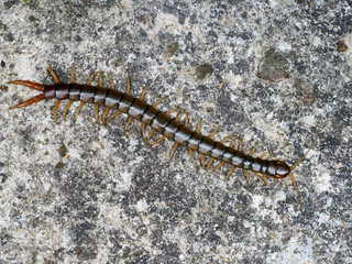 Scolopendra cingulata, also known as Megarian banded centipede and the Mediterranean banded centipede