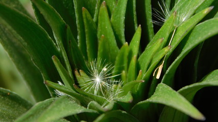 Lily start and dandylion seed