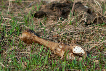 Elk leg bones from a dead elk in the forest on the ground.