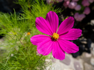 Fototapeta premium close-up of purple pink flower in summer