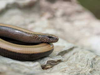 Slow worm, Anguis fragilis