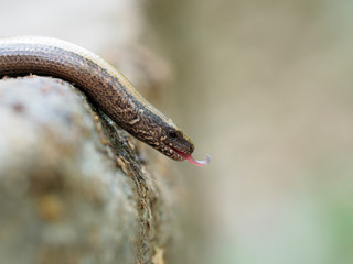 Slow worm, Anguis fragilis