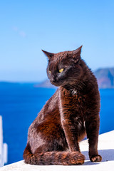 A black cat sitting on white wall in Oia with sea behind - closeup with selective focus. Stray cats in Santorini, Greece