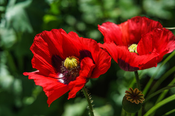 Mohn