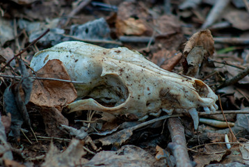 The badger's skull lies on the old leaves in the forest.