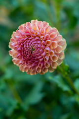 Multi-colored yellow pink dahlia flower on the bush