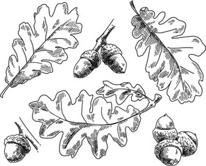 Oak leaves. Vintage hand drawn botanical vector illustration.