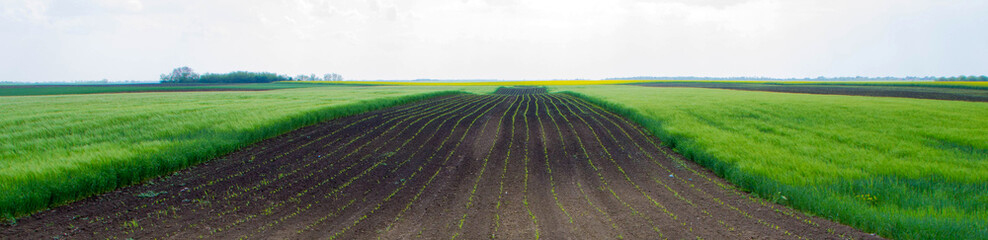 Fototapeta na wymiar Agricultural field in the spring