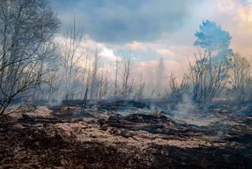 Fototapeten Feuer & Flamme Forest fire in the afternoon. Grass and trees are burning. Fire and smoke.  © Vladimir Ya