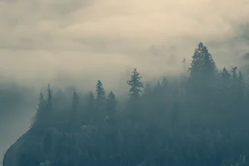 Cercles muraux Forêt dans le brouillard Waldnebel